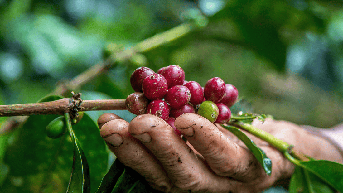 Café de Especialidad Origen Nariño: ¿Qué lo diferencia de otros cafés?